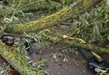 Девушку убило деревом возле Цнянского водохранилища в Минске
