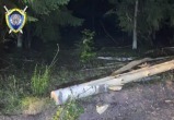 5-летняя малышка погибла из-за упавшего дерева в Могилевской области