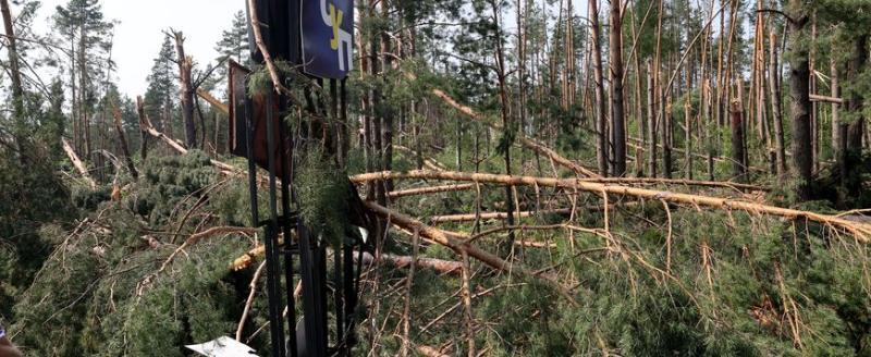 Жителей Гомельской области призвали пока не ходить в лес