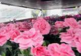 Перевозчик из Литвы пытался незаконно ввезти цветы на 262 тысячи рублей