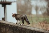 Могут ли кошки съесть человека после его смерти? Ученые объясняют Могут ли кошки съесть человека после его смерти? Ученые объясняют