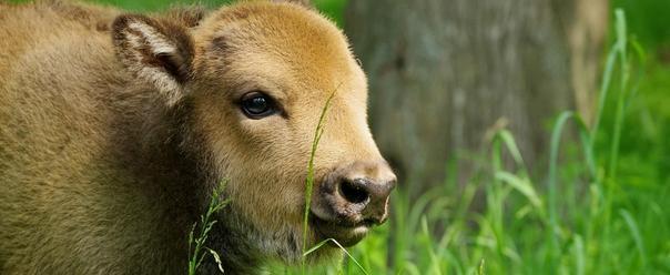 Корова родила зубренка — уникальный случай в Беларуси