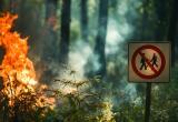 В отдельных районах Беларуси временно запрещено посещать леса В отдельных районах Беларуси временно запрещено посещать леса