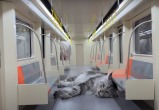 Китайский блогер построил мини-метро для своих котов