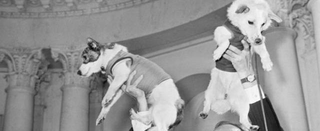65 лет полёту Белки и Стрелки: как дворняжки стали первыми «космонавтами»