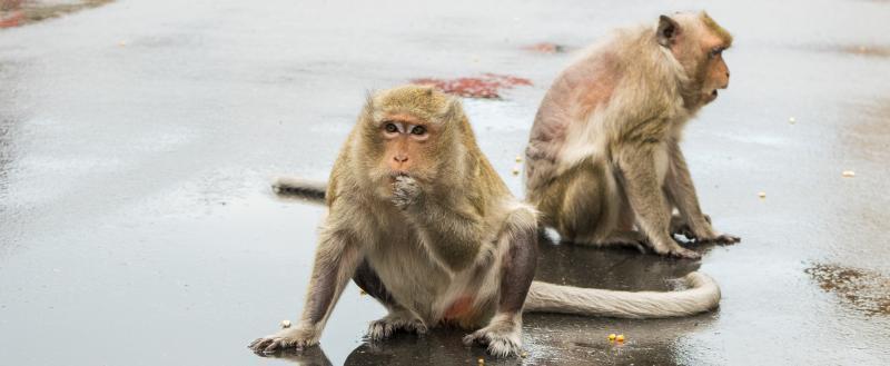 В США во время ДТП из фургона сбежали лабораторные обезьяны