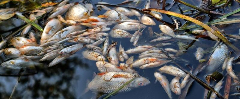 Около Березы произошла массовая гибель рыбы