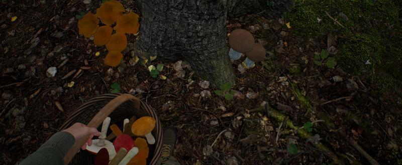 Создан виртуальный лес для заядлых грибников