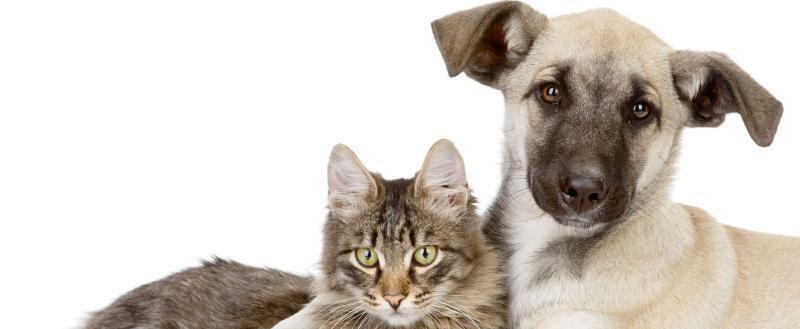 Важная новость для владельцев животных