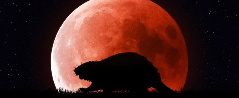 Не пропустите «бобровую луну»