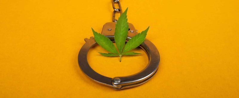 Житель Мозырского района выращивал дома марихуану