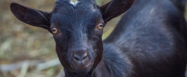 В Китае родилась генно-модифицированная коза