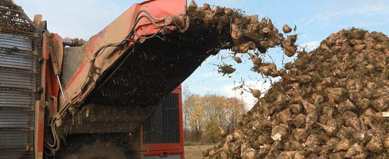 Брестская область стала рекордсменом по урожаю сахарной свеклы