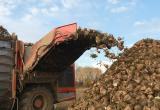 Брестская область стала рекордсменом по урожаю сахарной свеклы