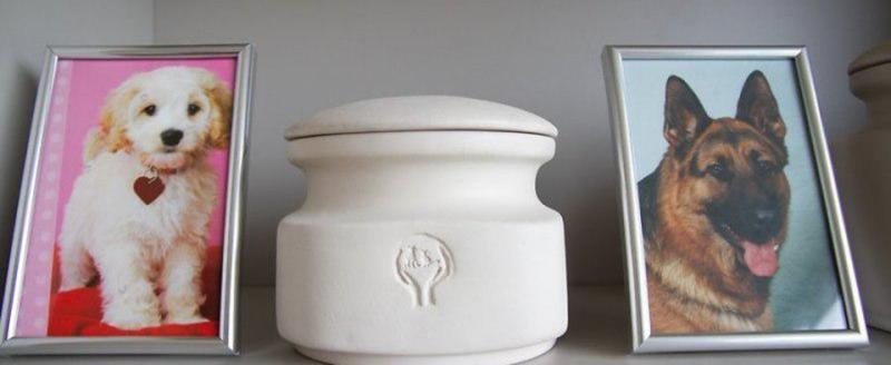 В Минске организуют государственный крематорий для животных