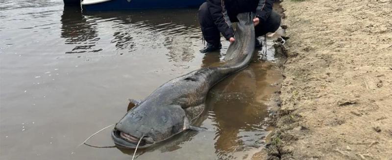 На Припяти поймали двухметрового сома