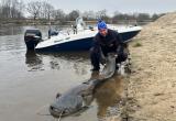 На Припяти поймали двухметрового сома