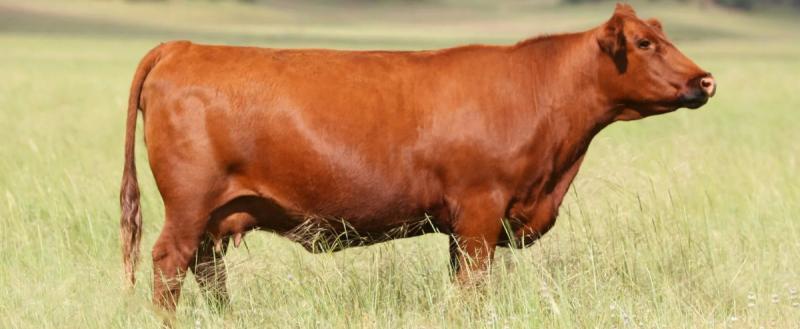 В Беларуси выведут новые породы коров и карпов