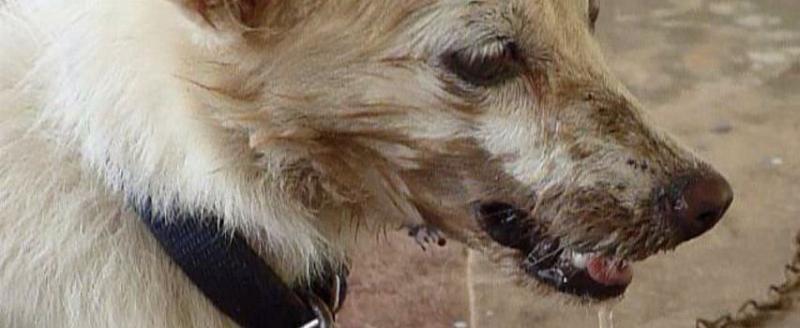 В Минском районе выявили бешенство у домашних животных