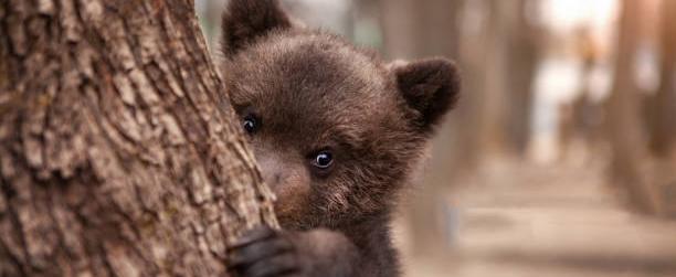 В Витебске ловят медвежонка