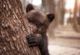 В Витебске ловят медвежонка