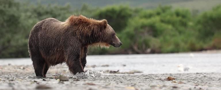В Японии медведи убили 196 человек
