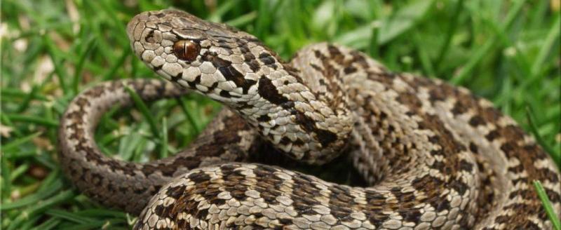 Жителя Хорватии укусила гадюка и умерла от алкоголя в его крови