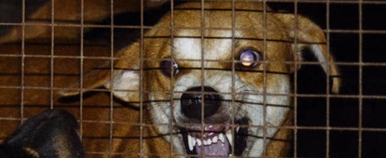 На северо-западе Москвы установлен карантин по бешенству