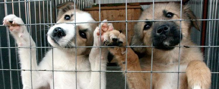 Как «Моспитомец» поможет найти друга