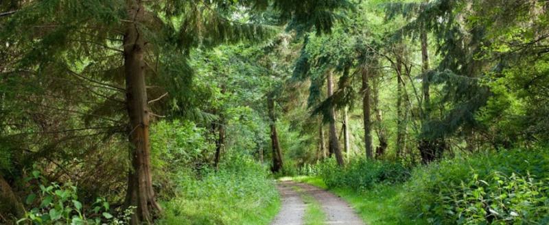 Ели могут исчезнуть из Беларуси