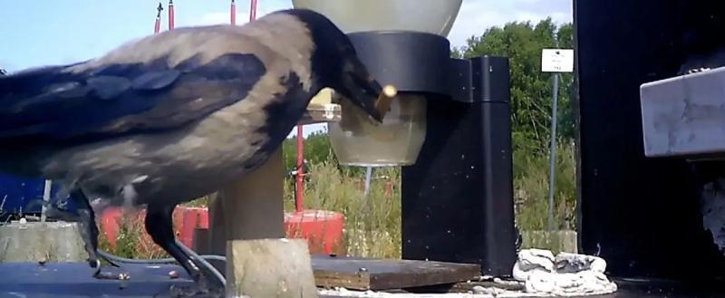 В Швеции вороны научились собирать окурки за угощение