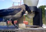 В Швеции вороны научились собирать окурки за угощение