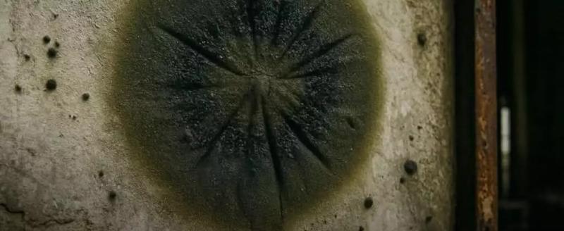 Уникальный черный гриб научился расти в Чернобыле и питаться радиацией