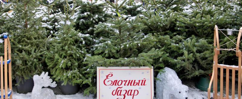 С 15 декабря в Беларуси усиливают охрану лесов для защиты хвойных деревьев