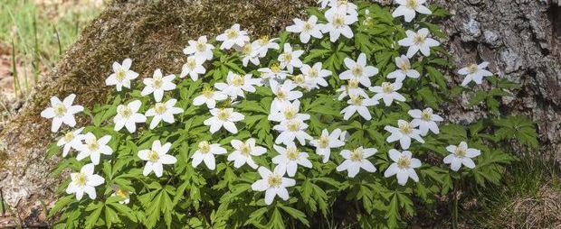 Ожившая сказка: в Беловежской пуще в декабре зацвели подснежники