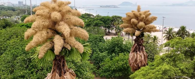 Единственный раз в жизни: в Рио расцвела редкая пальма 