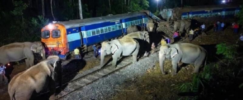 Под поездом в Индии погибли 8 слонов
