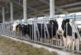 Брестская область получает рекордные надои: по 8 тыс. кг молока на корову 