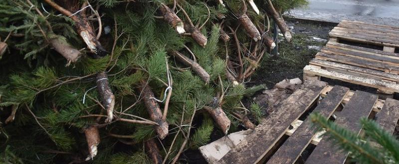 Роспотребнадзор прокомментировал ситуацию с клещами на новогодних елках