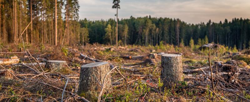 Незаконные рубки, порча древесины и нарушения учета: КГК выявил системные проблемы в лесной отрасли