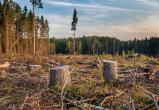 Незаконные рубки, порча древесины и нарушения учета: КГК выявил системные проблемы в лесной отрасли