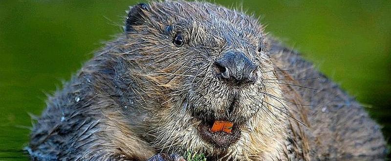 В Швейцарии открыли горячую линию для жалоб на бобров
