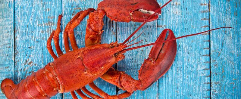 В Великобритании нельзя варить живых омаров