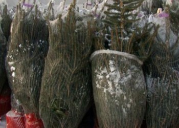 Как добрая традиция семьи уже десять лет спасает отбракованные новогодние елки