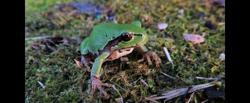 Ученые нашли в кишечнике амфибий бактерию, которая эффективно борется с раком