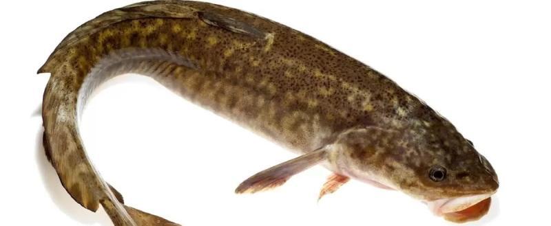 В Беларуси с 25 декабря введен запрет на ловлю налима