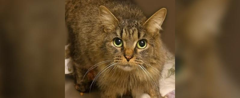 Пропавшая во время урагана кошка Габи вернулась домой через 443 дня