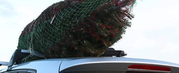 Внимание всем, кто везет живую елку из-за границы: ГТК рассказал, как это сделать