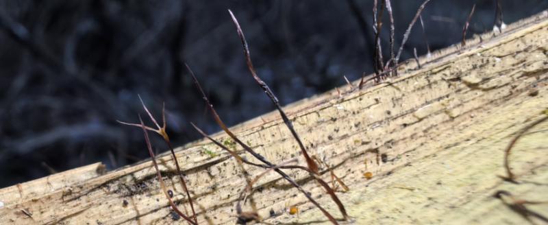 В Беловежской пуще обнаружен новый для национального парка вид гриба – ксилярия нитевидная