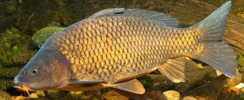 Китайские ученые вывели карпа без мелких костей